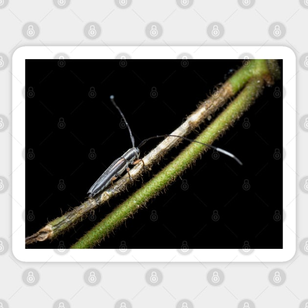 A longhorn beetle (Nyctimenius tristis) Sticker by AvonPerception